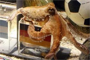 Death threats for psychic Paul the oracle octopus
